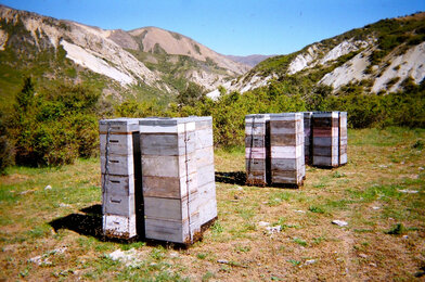 Auf dem Foto sind mehrere Bienenkästen in Neuseeland zu sehen. Im Hintergrund sieht man die Berge.