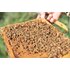 Foto einer Honigwabe bedeckt mit Bienen.