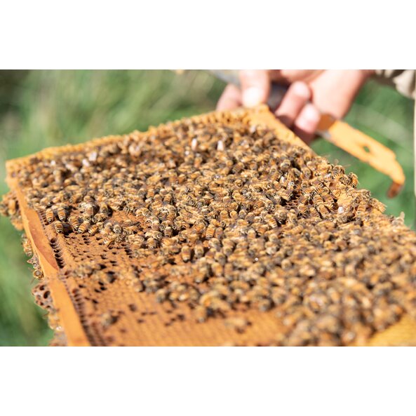 Foto einer Honigwabe bedeckt mit Bienen.