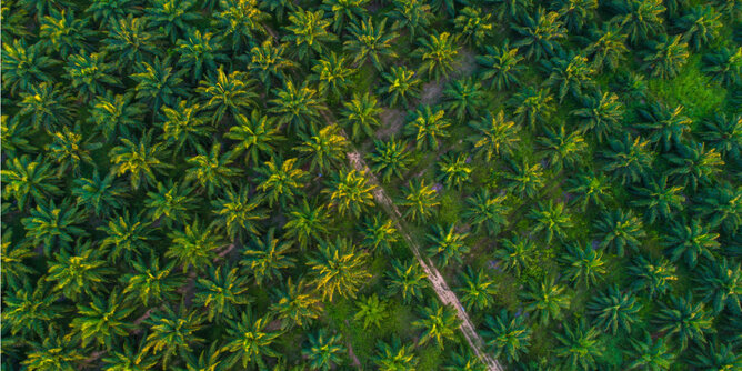 Auf dem Foto sieht man Palmölplantagen von oben. | © SONNENTOR