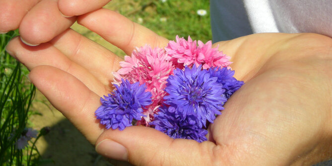 Auf dem Foto sieht man eine Hand voll Kornblumen. | © SONNENTOR