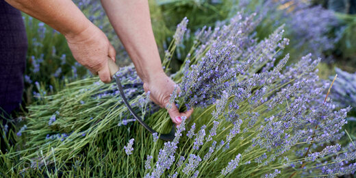 Auf dem Foto ist zu sehen, wie der Lavendel per Hand geerntet wird. | © SONNENTOR