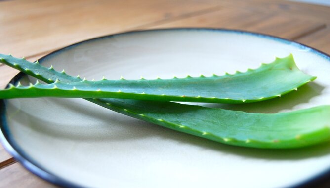 Auf dem Foto sieht man Aloe Vera. | © SONNENTOR