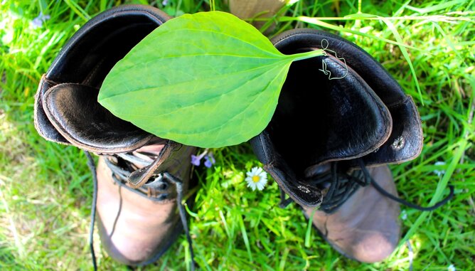 Auf dem Foto sind zwei Wanderschuhe mit einem großen Blatt Breitwegerich darauf zu sehen. | © SONNENTOR