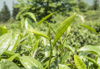 Auf dem Foto ist die Camellia Sinensis Pflanze zu sehen. | © SONNENTOR