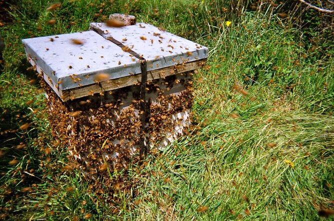 Auf dem Foto ist ein Bienenstock zu sehen um den viele Bienen schwärmen. | © SONNENTOR