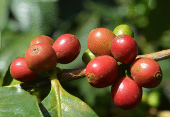 Auf dem Foto sind rote Kaffeekirschen zu sehen. | © SONNENTOR