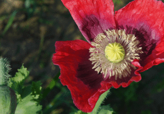 Auf dem Foto ist eine Mohnblüte zu sehen. | © SONNENTOR