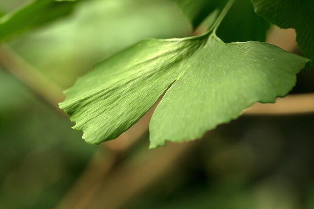 Auf dem Foto ist ein Blatt zu sehen. | © SONNENTOR